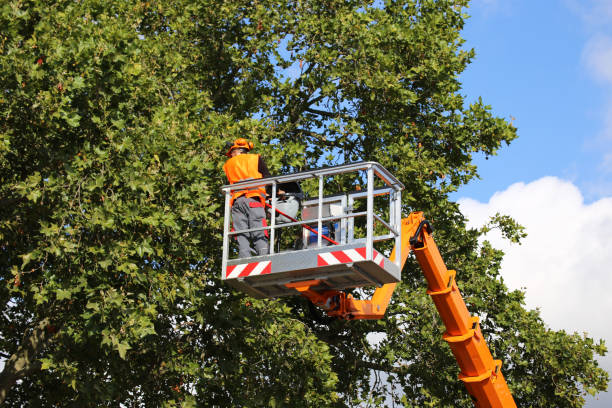 Urbandale, IA Tree Care Services Company